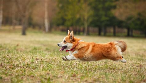 Methods to Train Cardigan Welsh Corgi - Strategies and Techniques for Easy Training of Pets