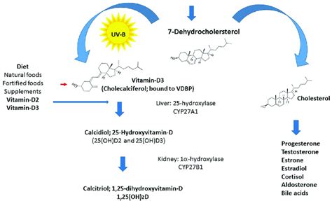 Vitamin D Synthesis From Cholesterol