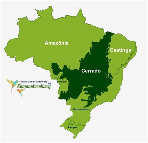 Domínio Morfoclimático dos Cerrados | Caatinga, Pantanal