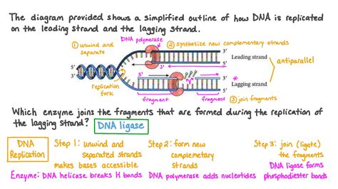 Vidéo de question : Identifier le rôle de l’ADN ligase dans la réplication de l’ADN | Nagwa