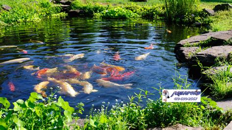 Fish Pond Maintenance Services | Aquapond LLC