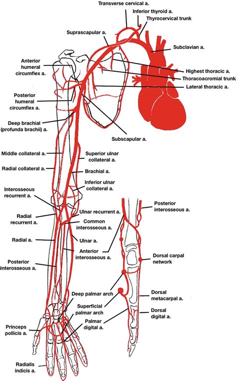 Vascular Anatomy of the Upper Limbs | Thoracic Key