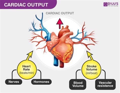 Free How Do You Calculate Stroke Volume And Cardiac Output With New ...