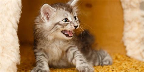 When Will My Cat Stop Hissing at the New Kitten? - All About Cats