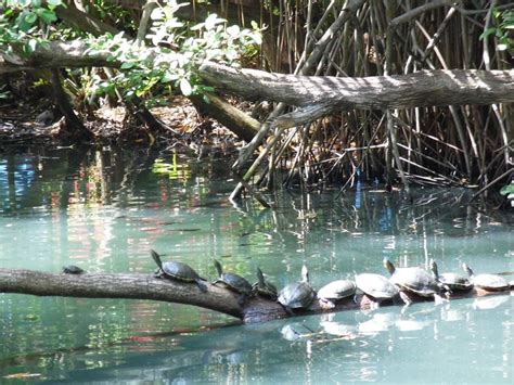 Some of the adorable animals at one of the cenotes at Sandos Caracol | Mexico resorts, Vacation ...