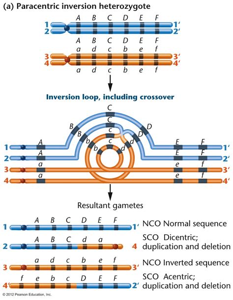 Mutation I