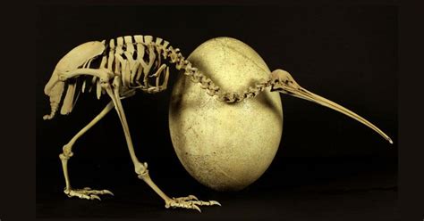 Strange Relatives: Little Kiwi, Giant Elephant Bird Linked by DNA