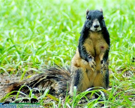 Southern Fox Squirrel – Imagine Our Florida, Inc