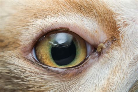 Conjunctivitis in Cats