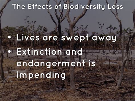 Slash-and-Burn's Ecological Effects by Serene Tan