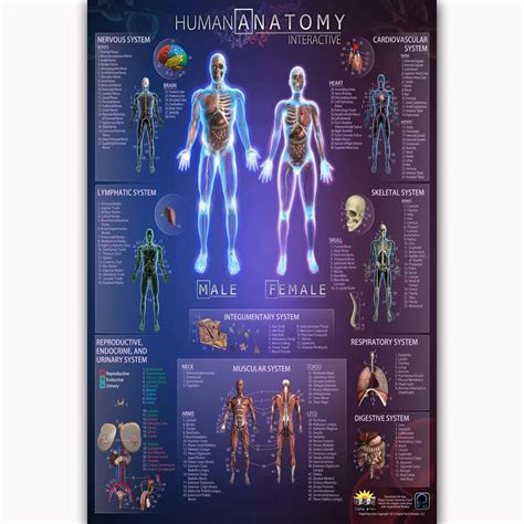 MQ2115 Human Anatomy Interactive Chart Health Body Skull Medical Hot ...