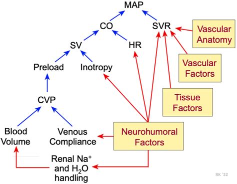 CV Physiology | Factors Regulating Arterial Blood Pressure