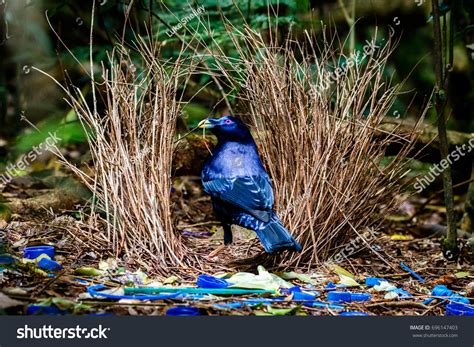 322 Bowerbird Satin Images, Stock Photos & Vectors | Shutterstock