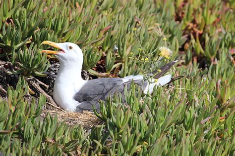 Seagull Sitting on Nest Photograph by Gary Canant | Fine Art America