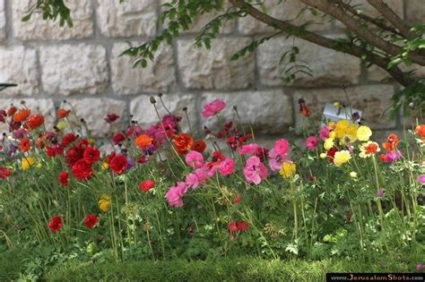 Jerusalem Botanic Garden | Botanical gardens, Botanical, Garden