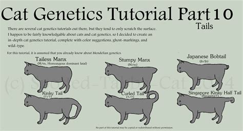 Cat Genetics Tutorial Part 10 (Tails) by Spotted-Tabby-Cat on DeviantArt