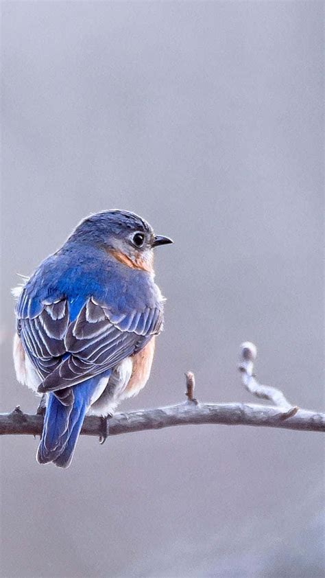 Download Winter Bird Iphone Wallpaper | Wallpapers.com