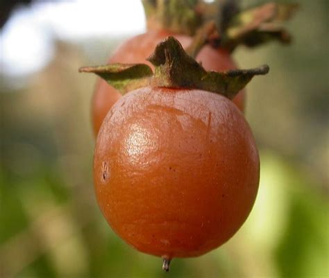 Date Plum - Ask The Green Genie