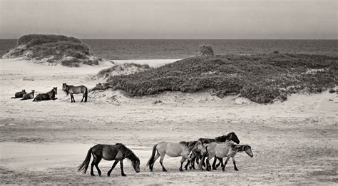 Wild Horses of Sable Island, Nova Scotia, Canada — Bev Pettit Photography