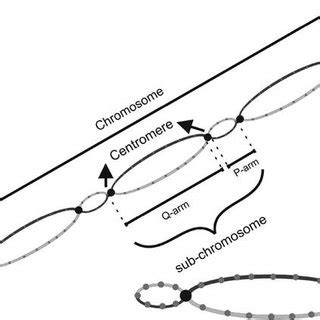 Q-arm and P-arm in proposed chromosome. | Download Scientific Diagram