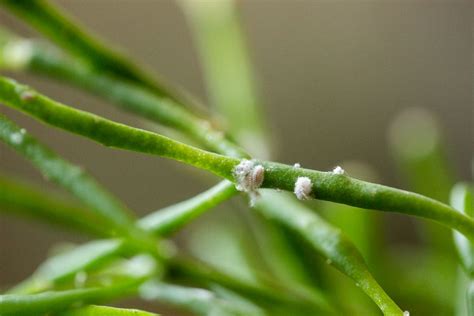 How to Control a Mealybug Infestation