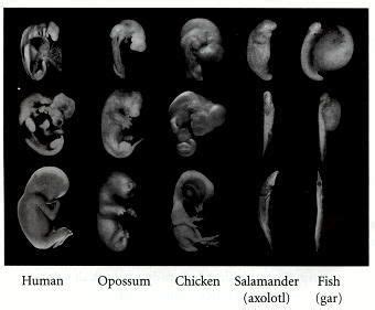 Comparative Embryology - Developmental Biology - NCBI Bookshelf | Development, Biology ...