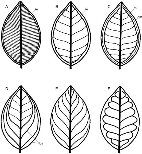 -Leaf venation type in Syzygium. Abbreviations: m, intramarginal vein;... | Download Scientific ...