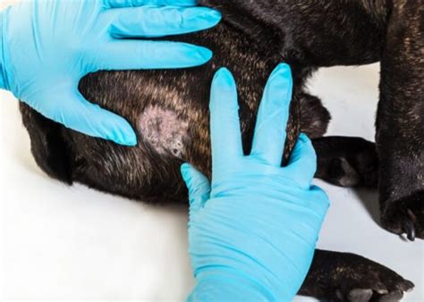 Folliculitis in Dogs: 10 Causes and How to Treat Them