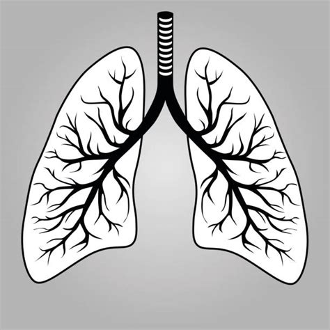 Collapsed Lung Illustrations, Royalty-Free Vector Graphics & Clip Art ...