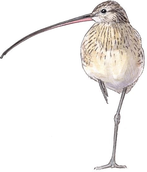 Long Billed Curlew - John Muir Laws