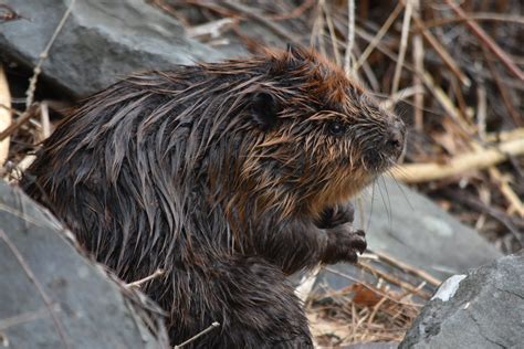 Beaver teeth | The River Reporter