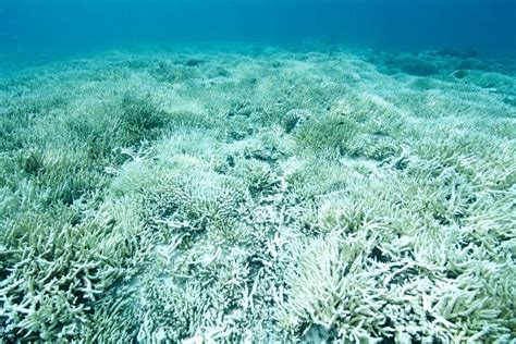 91% of Corals in Great Barrier Reef Affected by Bleaching in 2022 ...