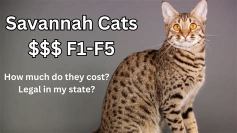 Savannah Cats F1-F5: How Much Do They Cost? Legal In My State? - YouTube