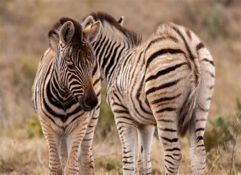 Zebra Foals by PhilippeduPreez on DeviantArt