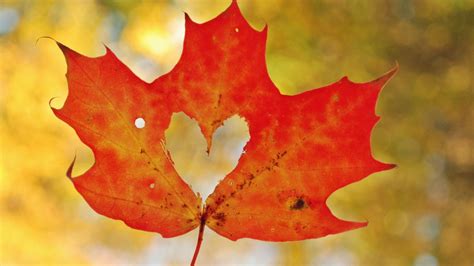 Maple Leaf Photos - Wallpaper, High Definition, High Quality, Widescreen