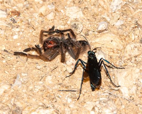 Another Night at Sabino Canyon – With Some Venomous Creatures ...