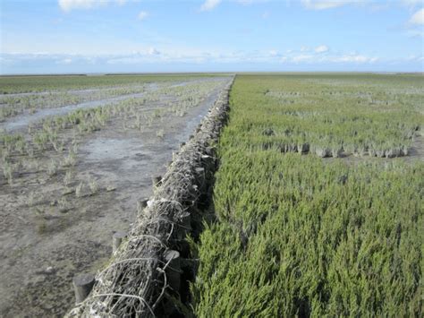 The effect of brushwood groynes on vegetation establishment. The ...