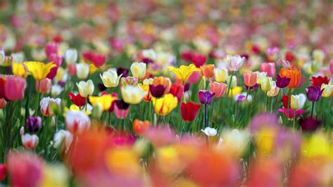 Colorful Spring Tulip Flowers In Blur Background HD Flowers Wallpapers | HD Wallpapers | ID #55274