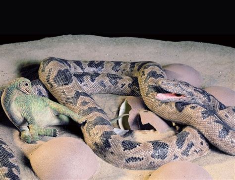 Stunning fossils: Snake eating baby dinosaur | New Scientist