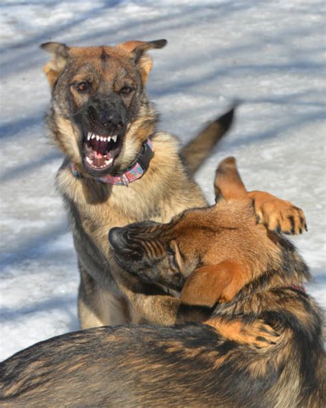 300+ German Shepherd Attack Stock Photos, Pictures & Royalty-Free Images - iStock