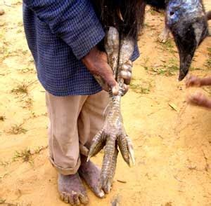 The Mindanao Examiner: Cops injured in cassowary attack in Zamboanga City