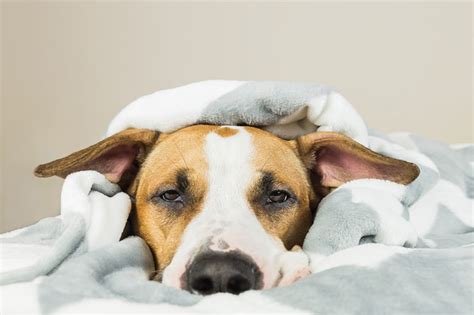 Dog Pneumonia: Know the Causes, Signs, and Treatment