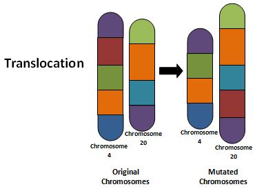 Mutation and Chromosomal Disorder: Concepts, Videos and Quesion