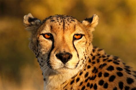 A cheetah's intense stare - Jim Zuckerman photography & photo tours