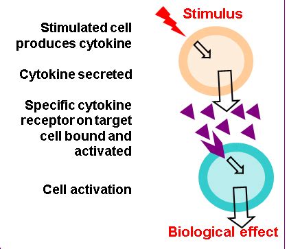 Cytokines: Introduction | British Society for Immunology