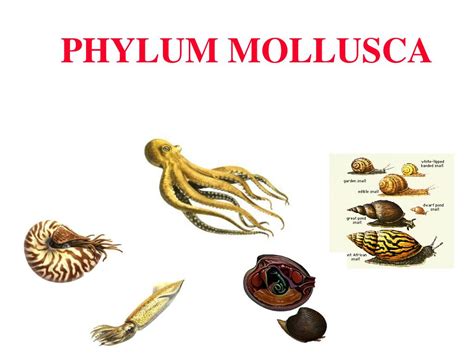 PPT - PHYLUM MOLLUSCA PowerPoint Presentation - ID:208276