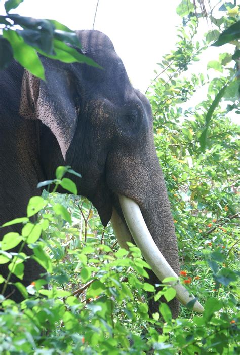 No words to say: Kumki Elephant