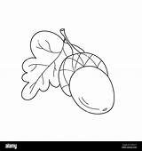 Acorn Coloring Pages sketch template
