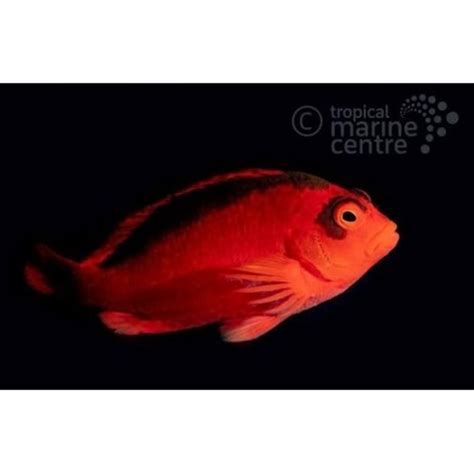 Scarlet Hawkfish | Rock N Critters