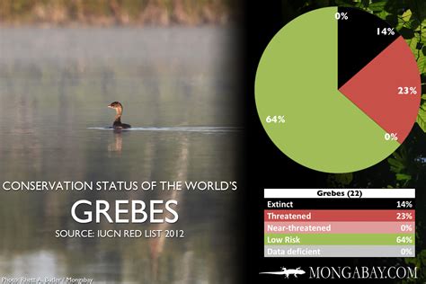 CHART: The world's most endangered grebes